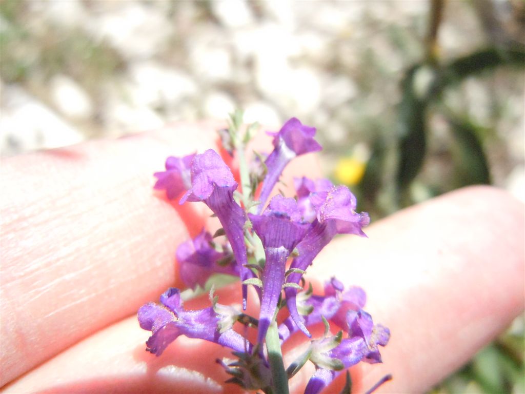 Colle Rotondo(AQ) : Linaria purpurea
